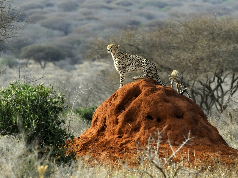 541 - GUEPARD - TSAVO - HOUDEBERT PHILIPPE - switzerland.jpg
